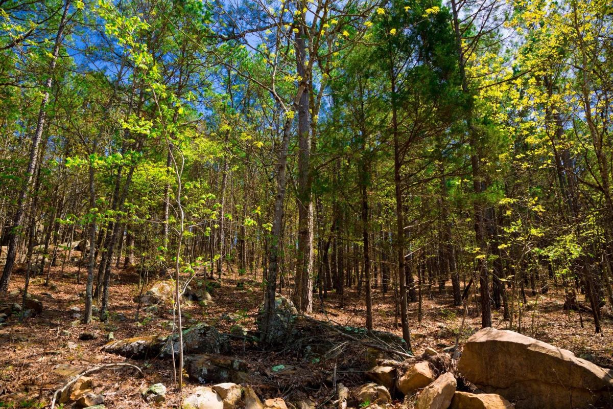 Stone Creek Phase II Tract 214 - Image 3
