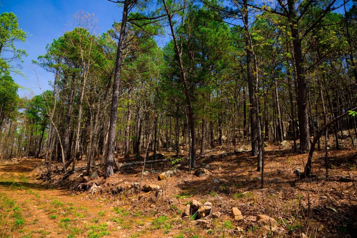 Decorative background for Stone Creek Phase II Tract 214 image 6
