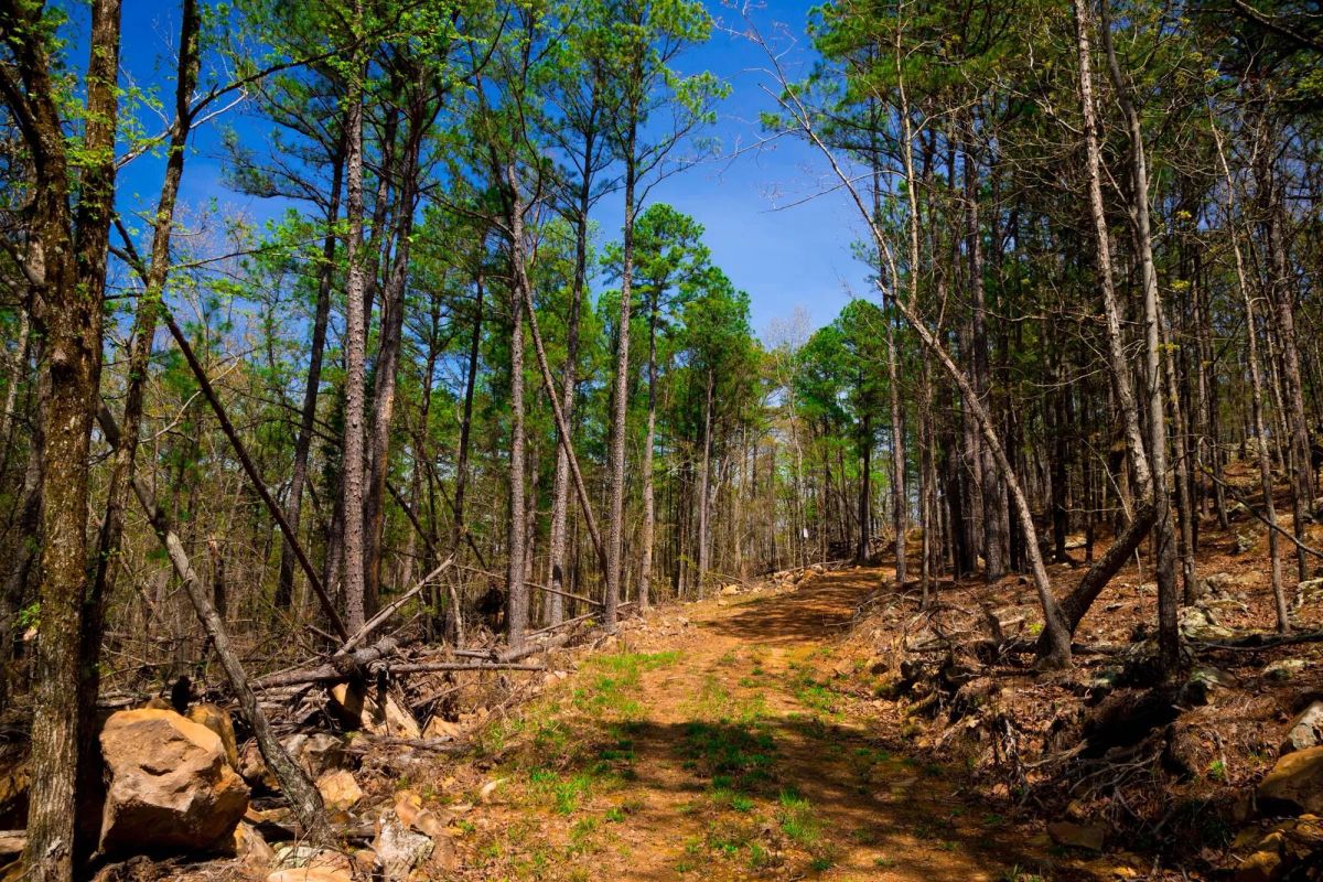Decorative background for Stone Creek Phase II Tract 214 image 7