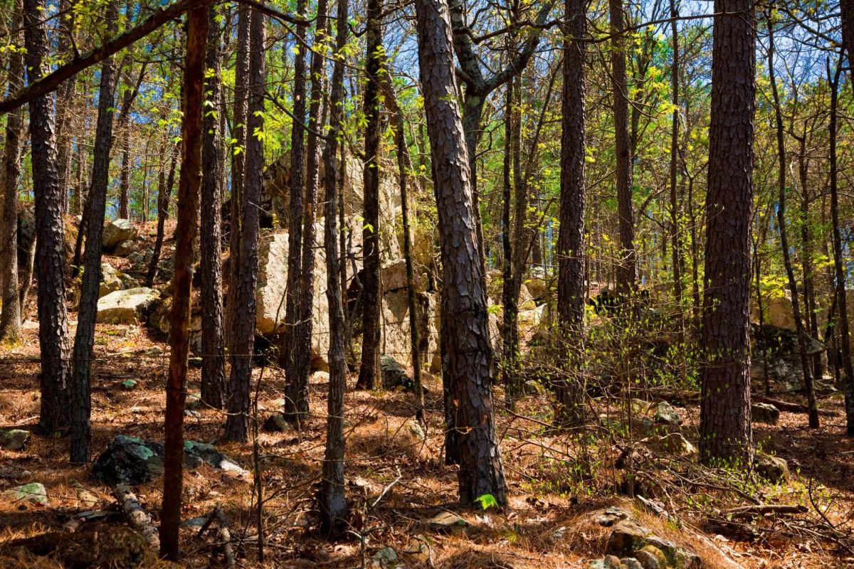 Decorative background for Stone Creek Phase II Tract 214 image 9