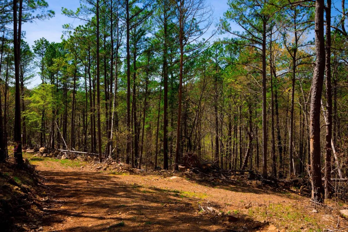 Decorative background for Stone Creek Phase II Tract 214 image 10