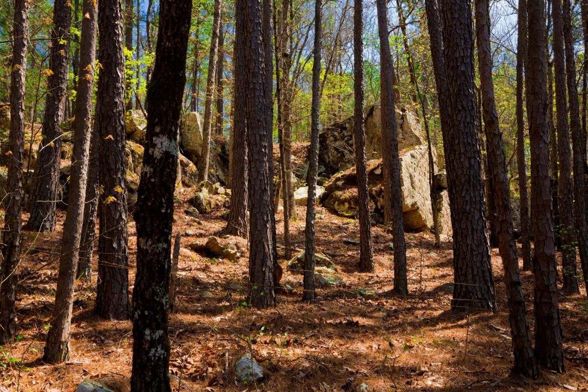 Decorative background for Stone Creek Phase II Tract 214 image 11