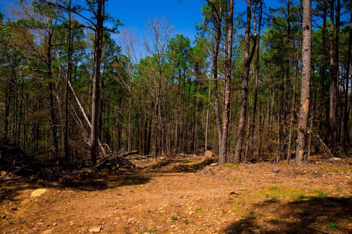 Decorative background for Stone Creek Phase II Tract 214 image 12