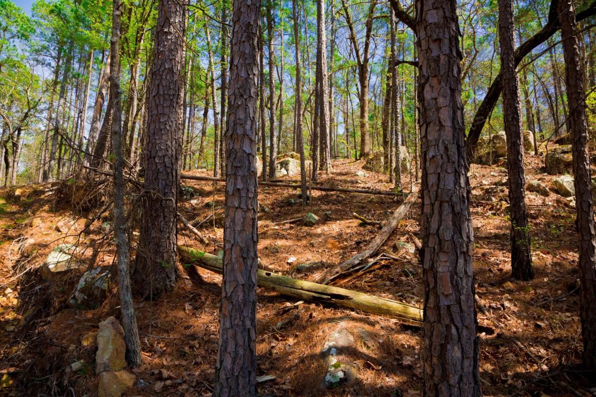 Decorative background for Stone Creek Phase II Tract 214 image 13