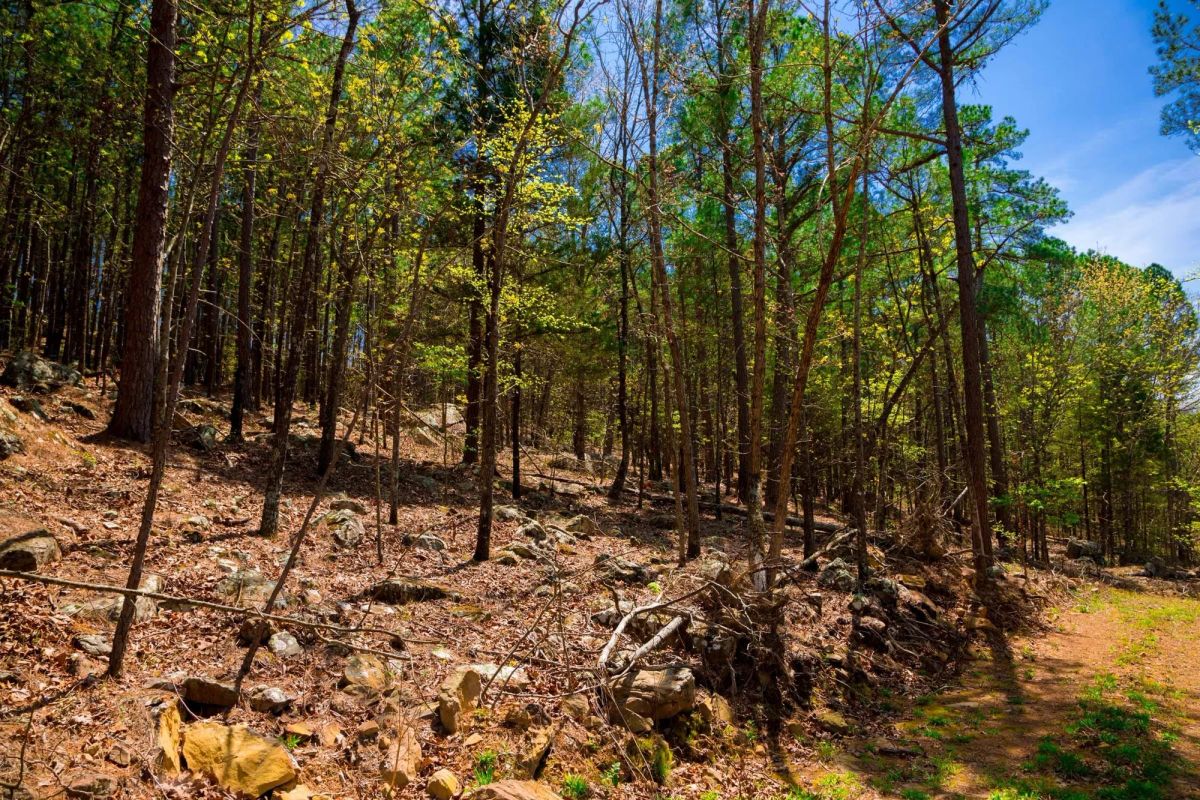 Decorative background for Stone Creek Phase II Tract 214 image 14