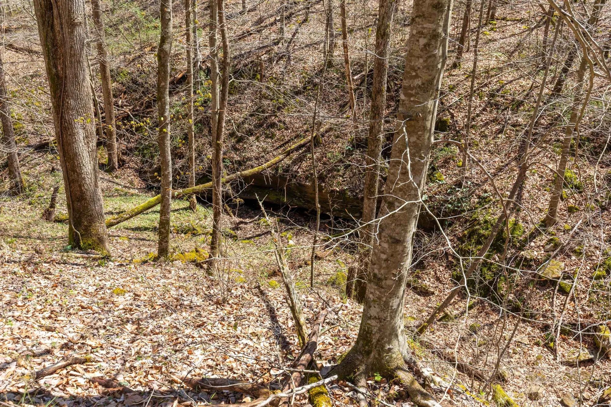 Woodland Heights Tract 9 in Wayne County, KY