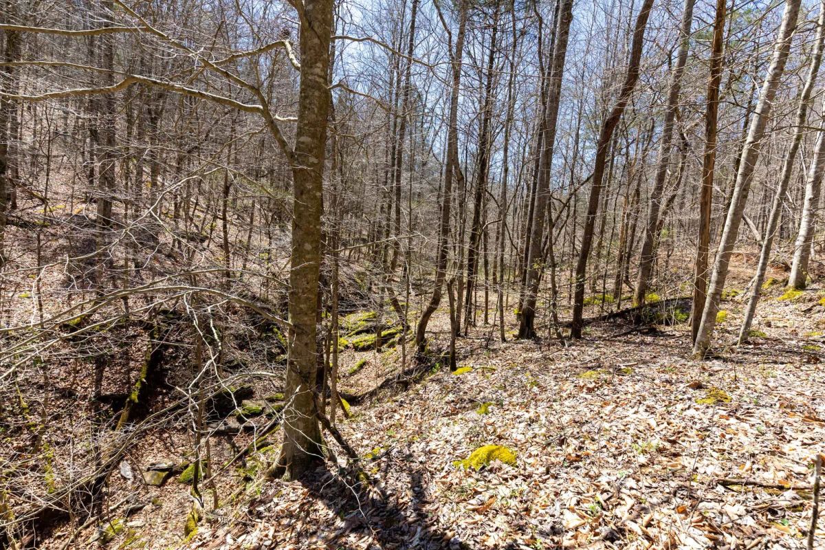 Decorative background for Woodland Heights Tract 9 image 5