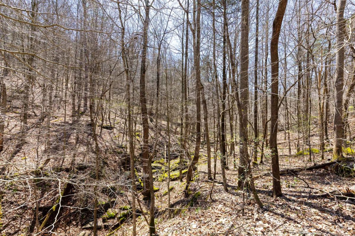Decorative background for Woodland Heights Tract 9 image 6
