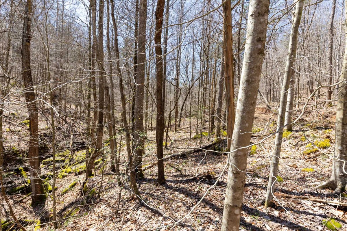 Decorative background for Woodland Heights Tract 9 image 7