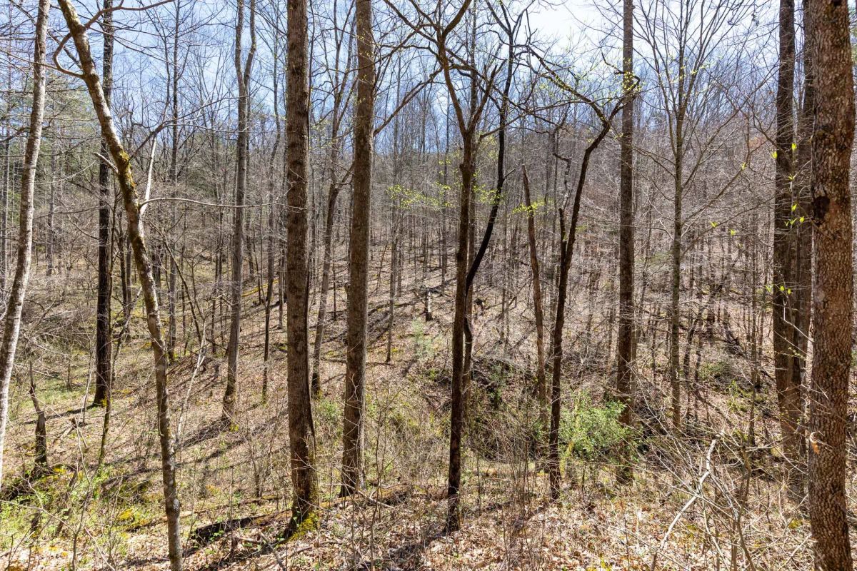 Decorative background for Woodland Heights Tract 9 image 9