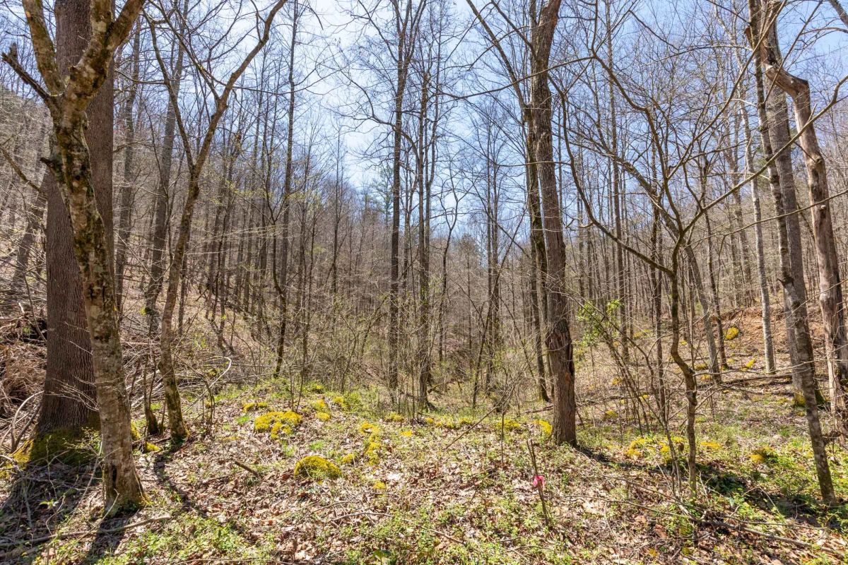 Decorative background for Woodland Heights Tract 9 image 11