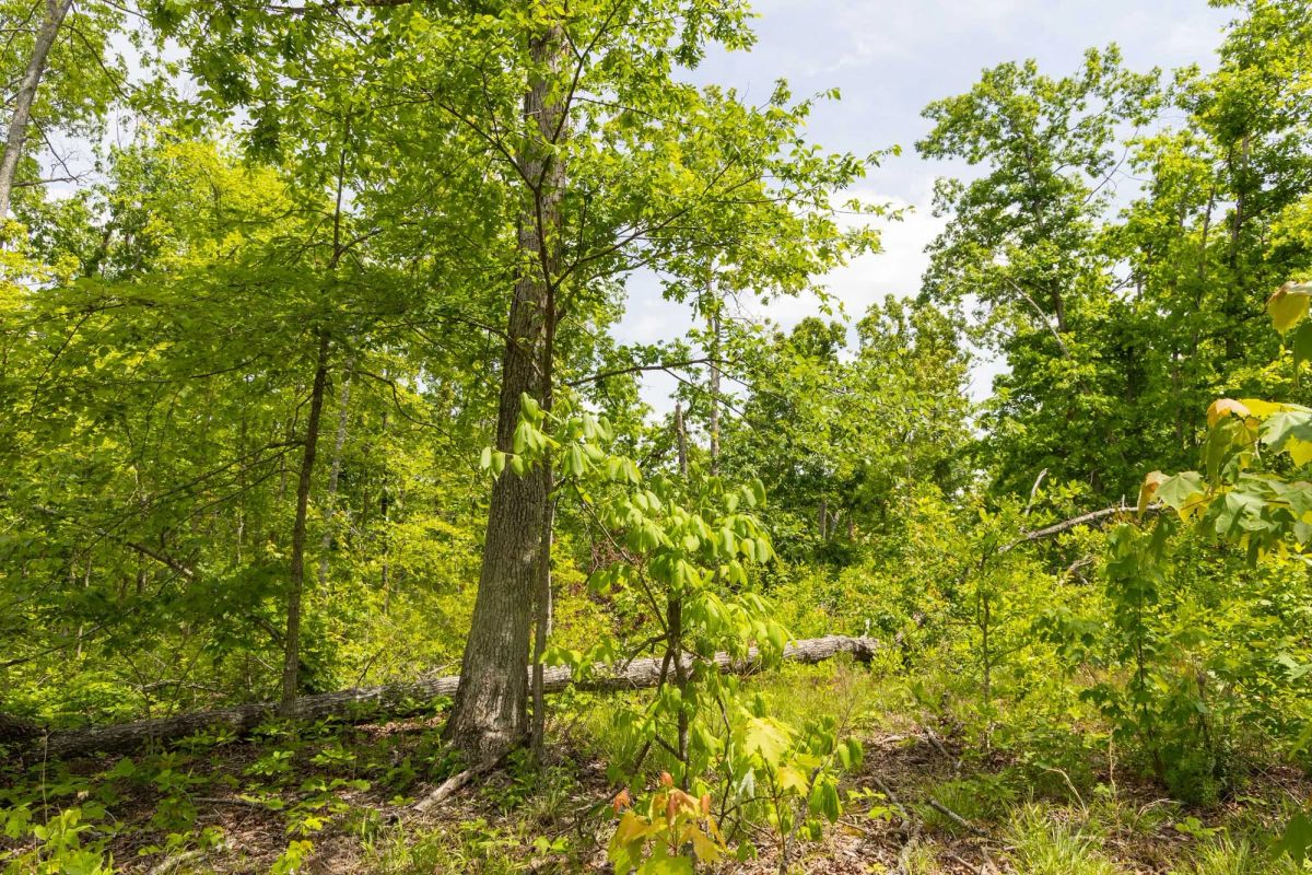 Decorative background for Stardust Estates Tract 26 image 6