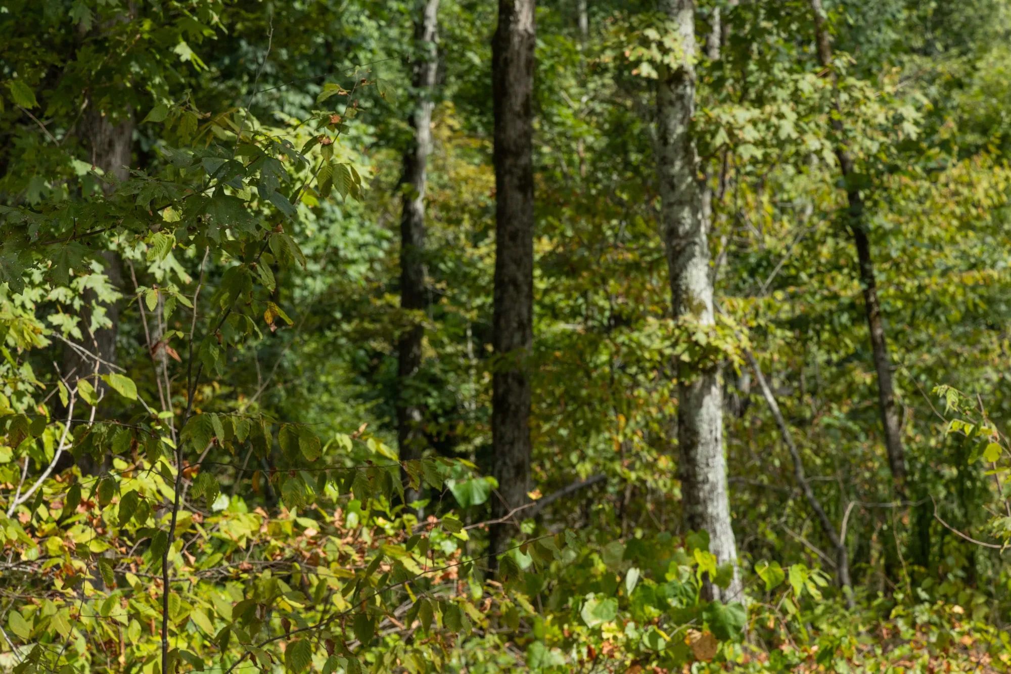 Big White Oak Tract 75 in Perry County, TN
