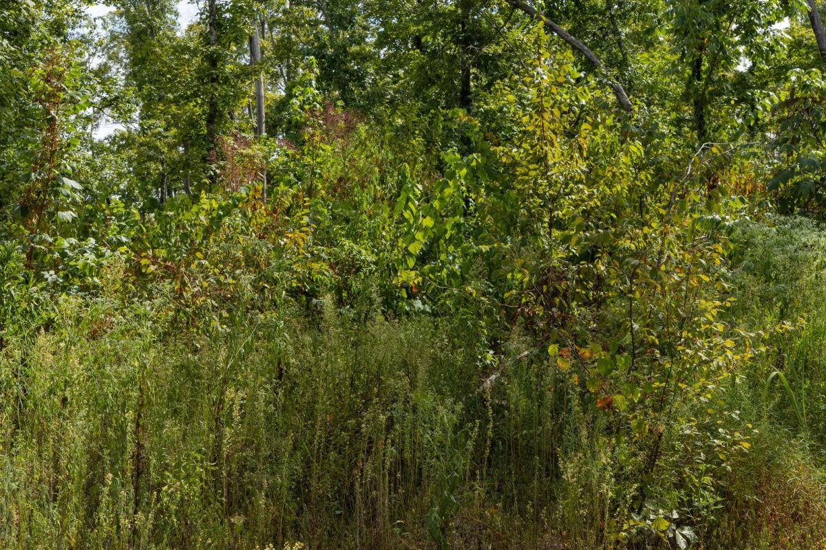 Big White Oak Tract 75 - Image 3