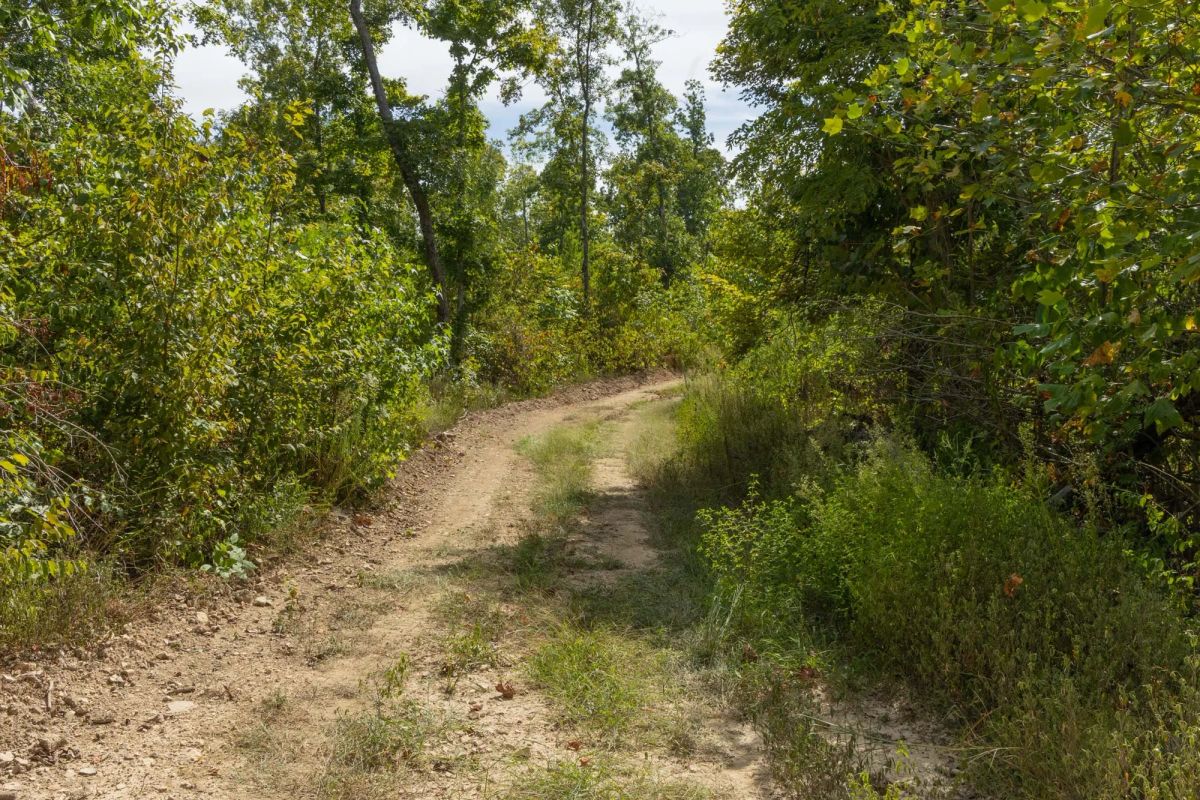 Big White Oak Tract 75 - Image 4