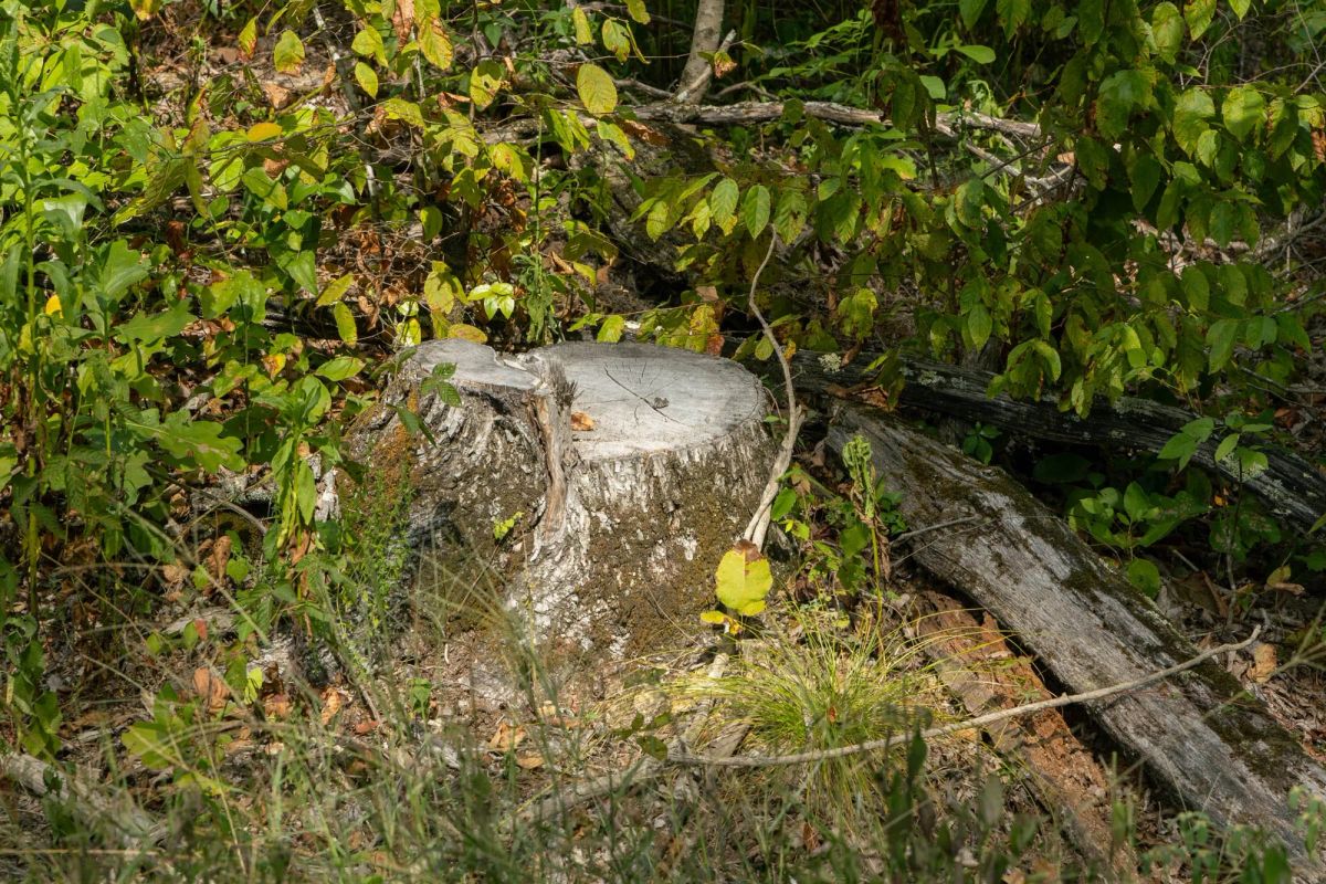 Decorative background for Big White Oak Tract 75 image 5