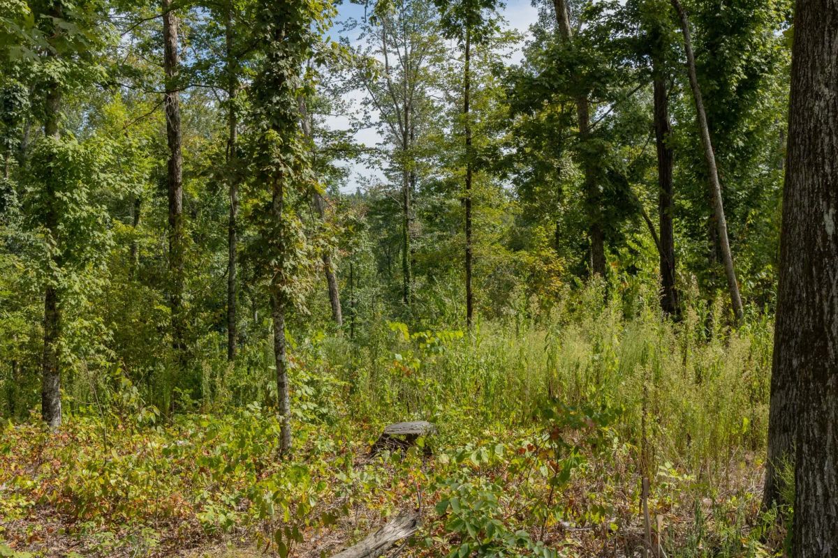 Decorative background for Big White Oak Tract 75 image 6