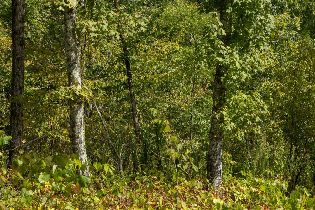 Decorative background for Big White Oak Tract 75 image 7