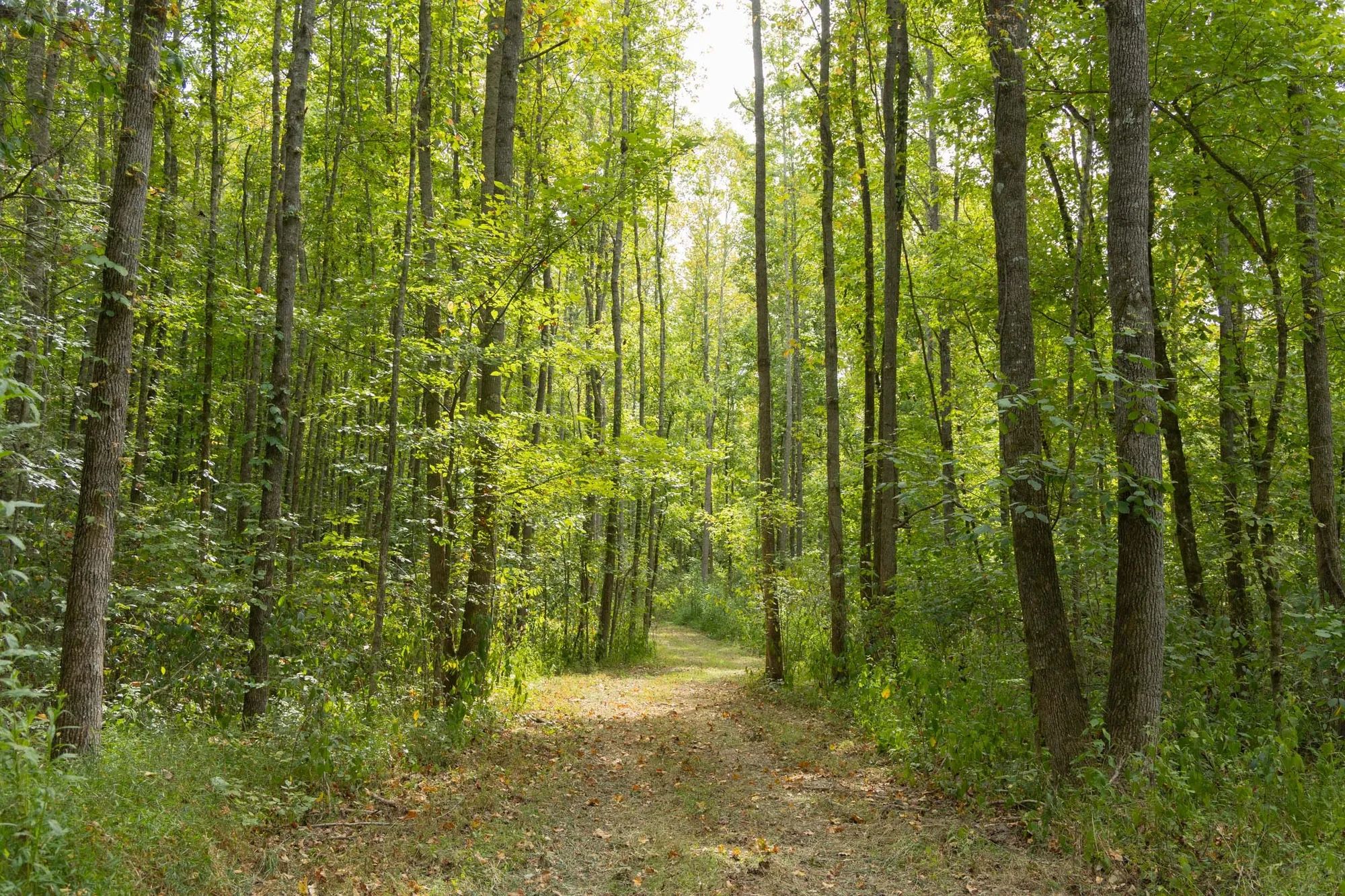Big White Oak Tract 115 in Perry County, TN