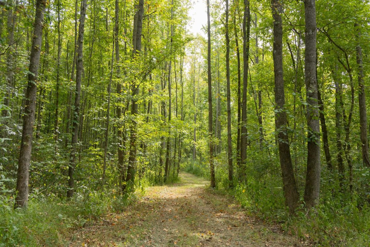 Big White Oak Tract 115 - Main image