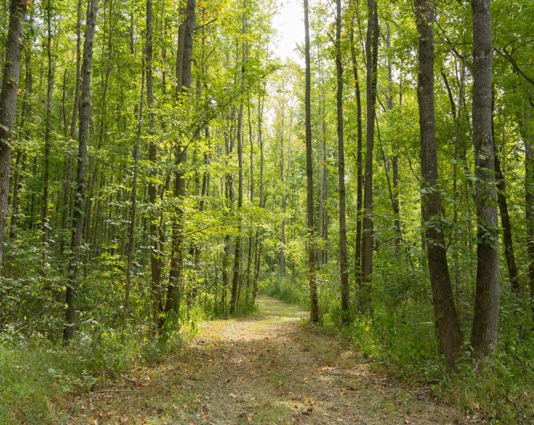 Big White Oak Tract 115 in Perry County, TN