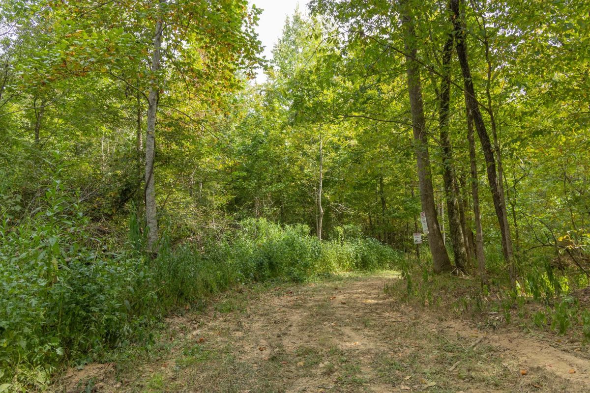 Big White Oak Tract 115 - Image 2