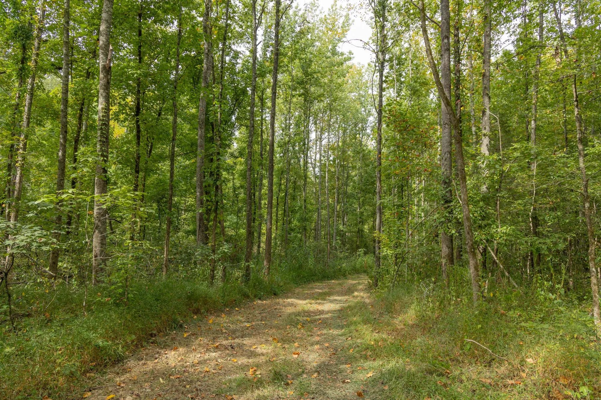 Big White Oak Tract 115 in Perry County, TN