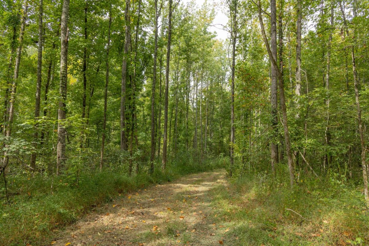 Big White Oak Tract 115 - Image 3