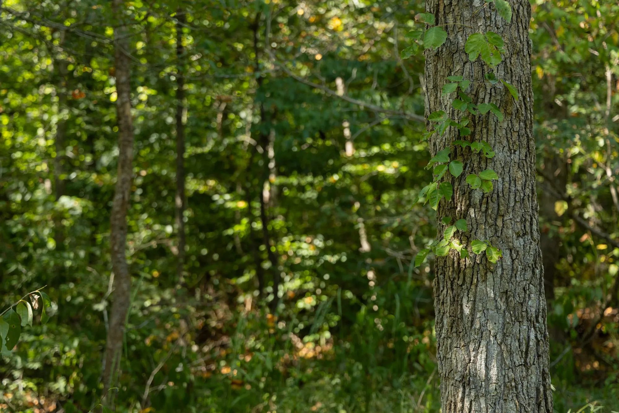 Big White Oak Tract 115 in Perry County, TN