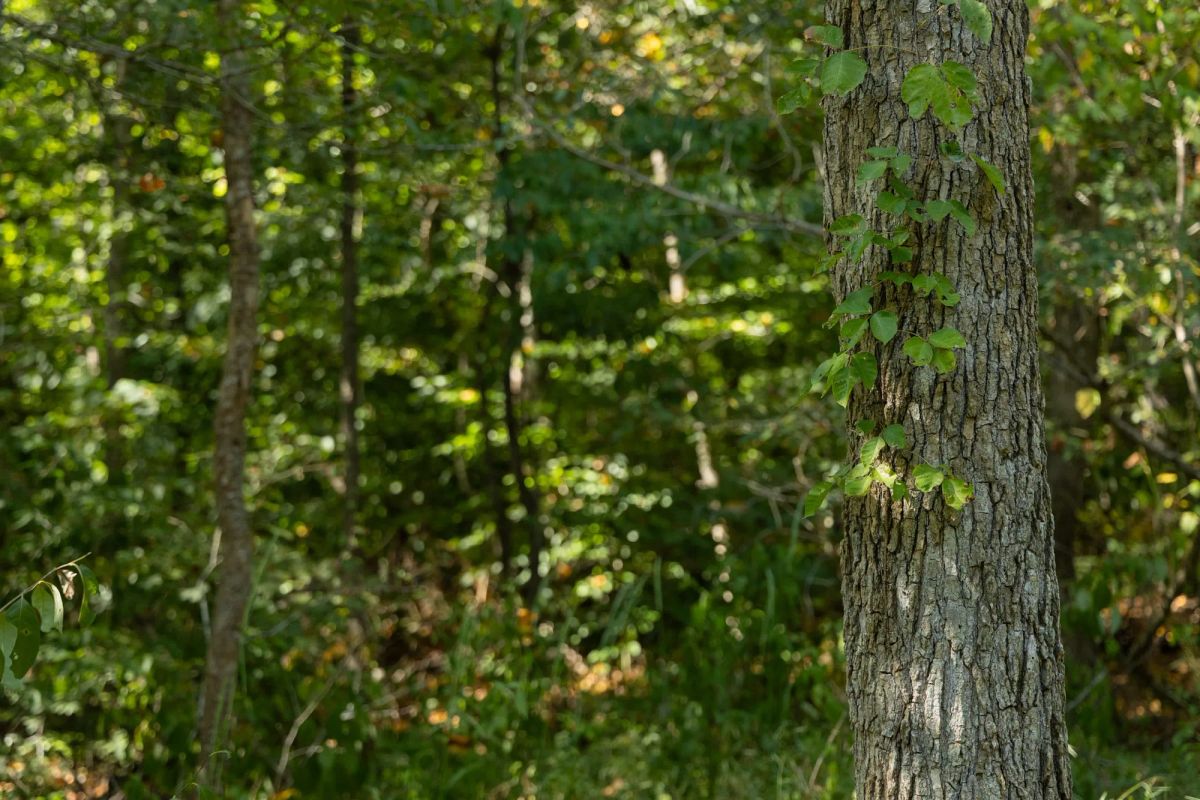 Big White Oak Tract 115 - Image 4