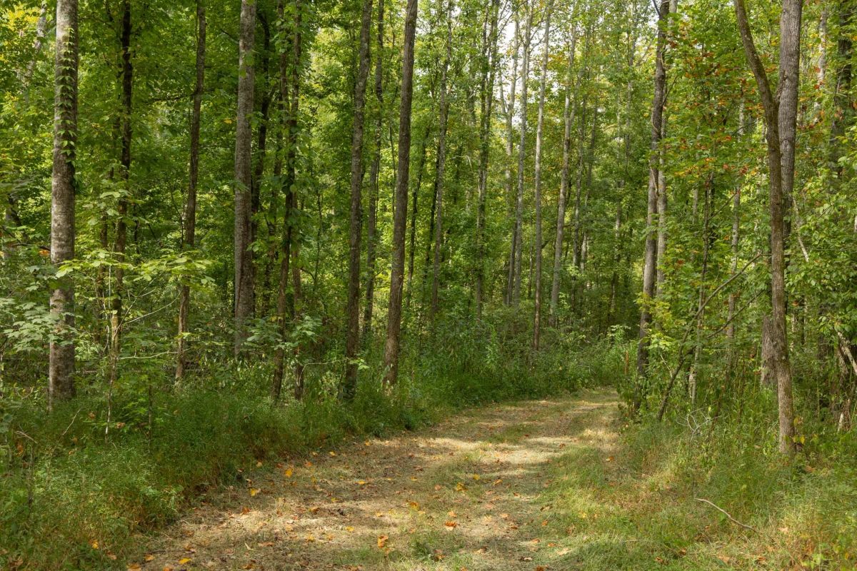 Decorative background for Big White Oak Tract 115 image 5