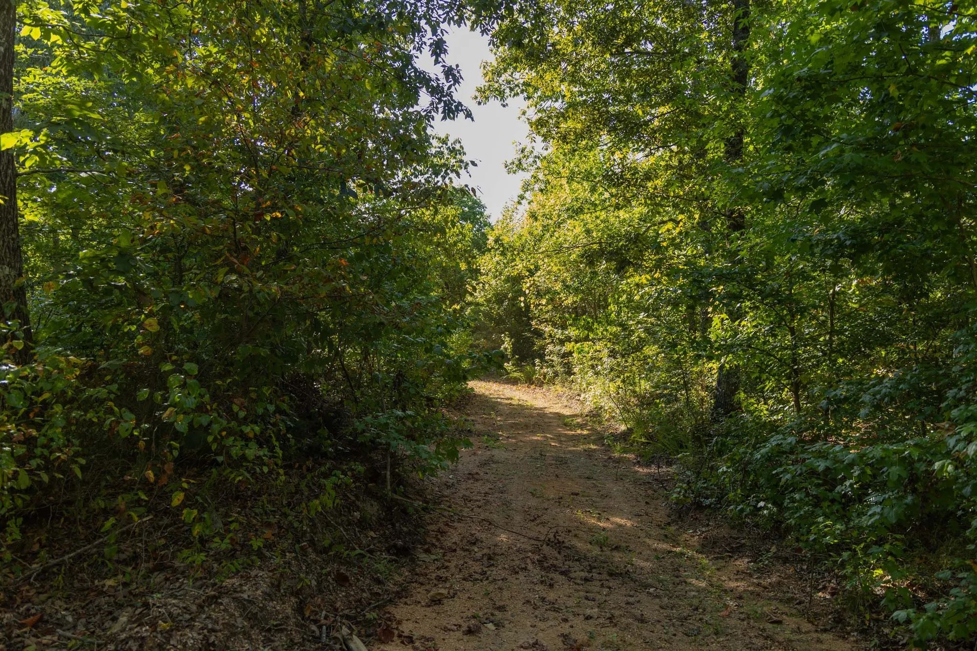 Big White Oak Tract 151 in Perry County, TN