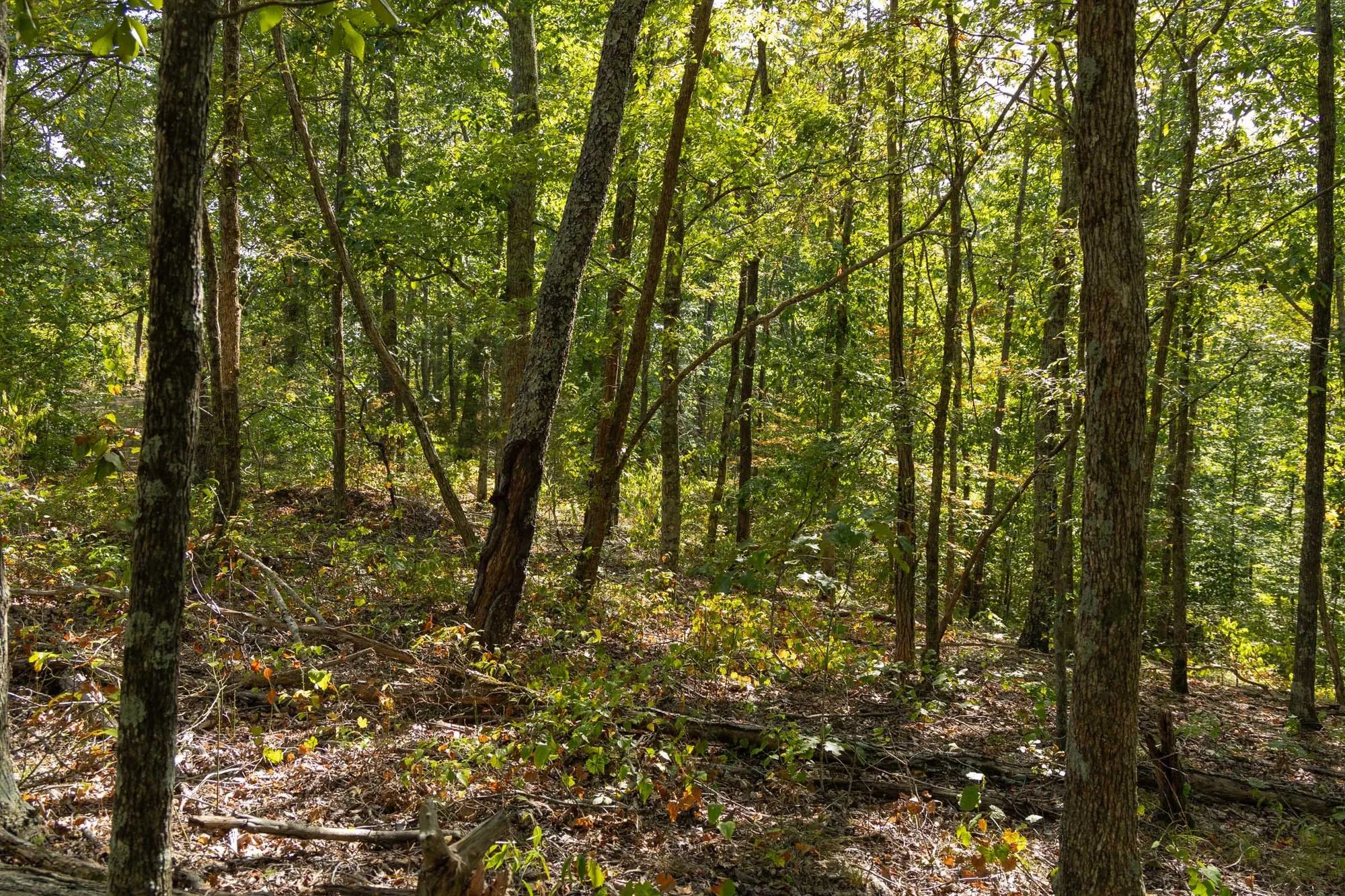 Big White Oak Tract 151 in Perry County, TN