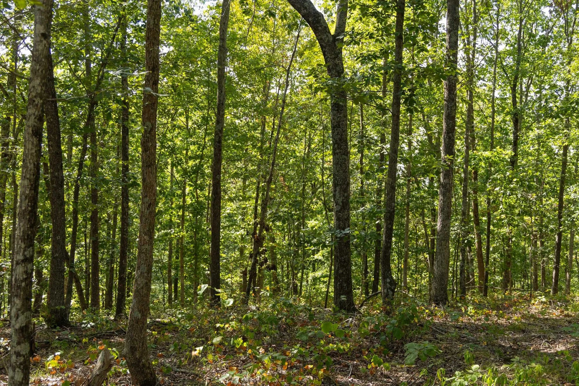 Big White Oak Tract 151 in Perry County, TN