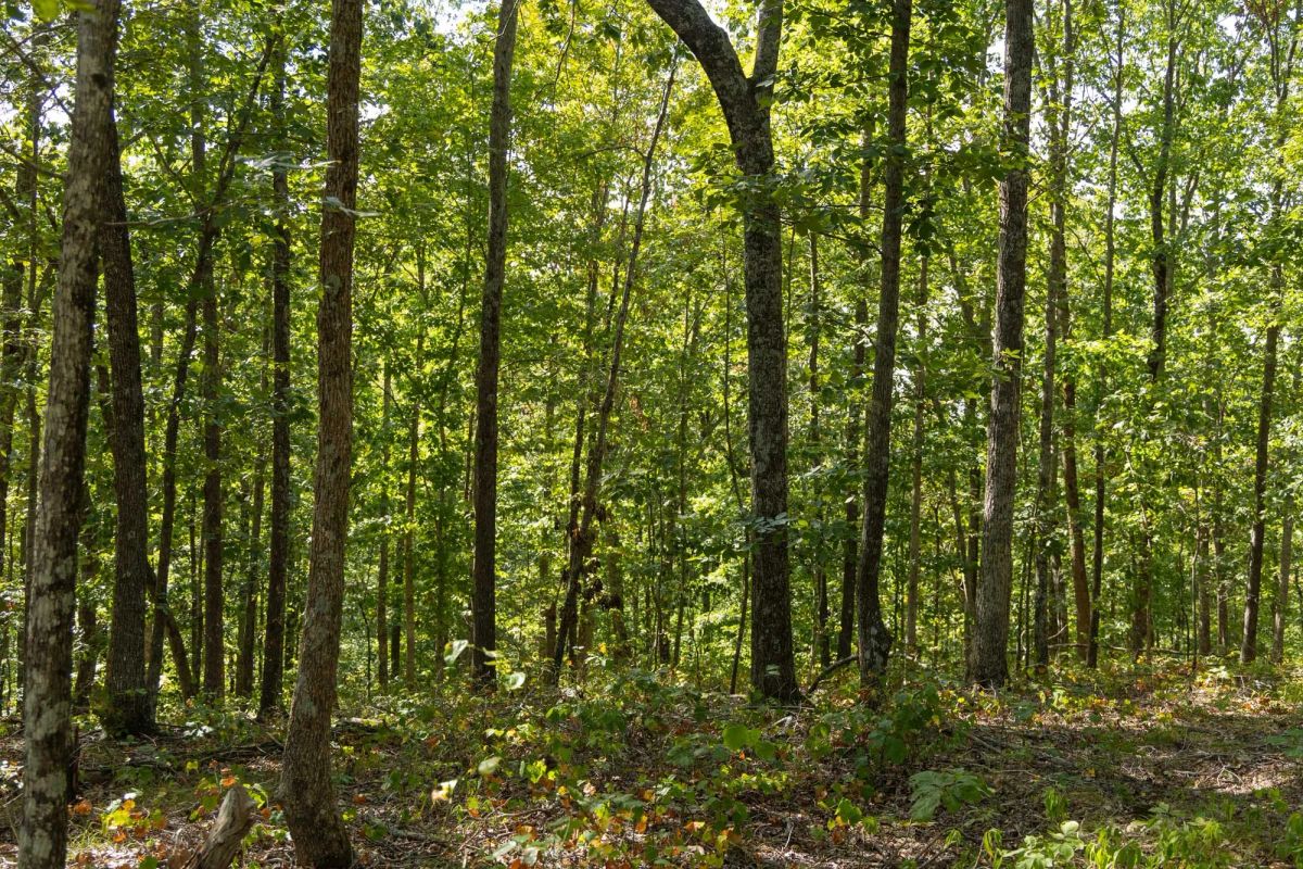 Big White Oak Tract 151 - Image 4