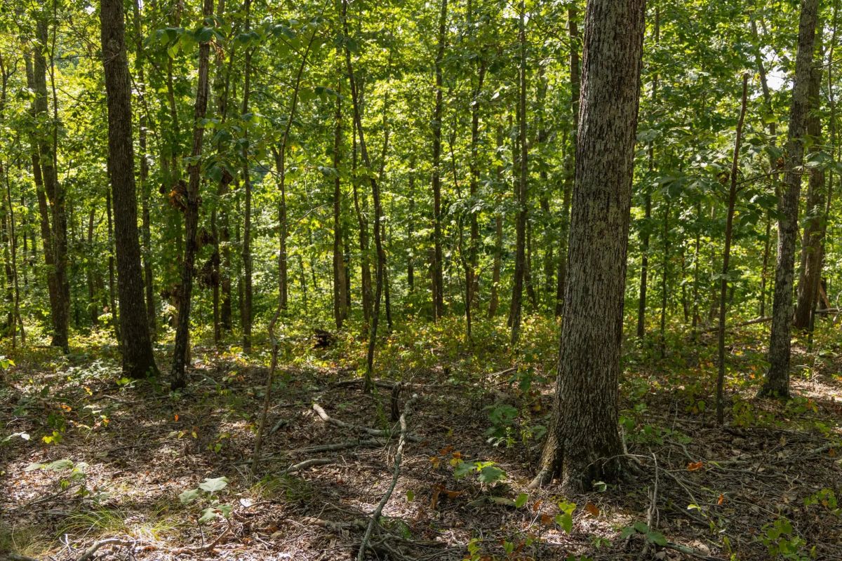 Decorative background for Big White Oak Tract 151 image 5