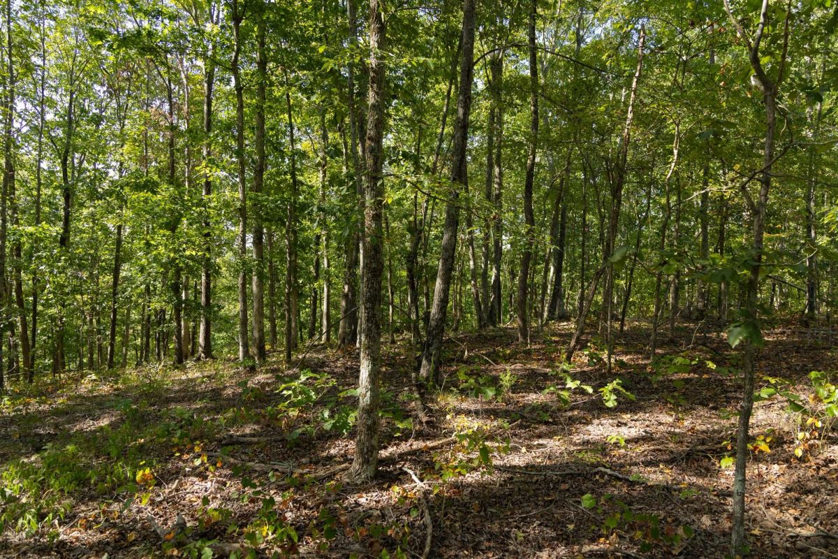 Decorative background for Big White Oak Tract 151 image 6