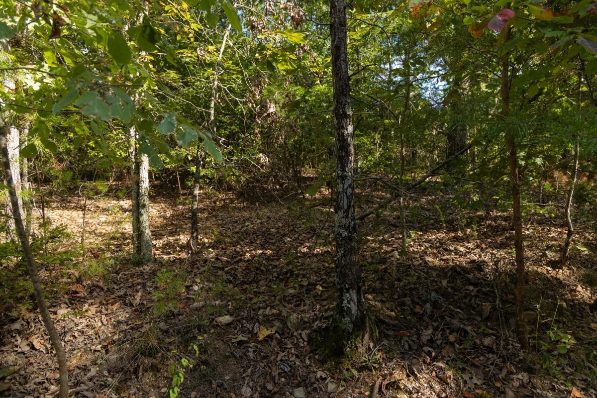 Decorative background for Big White Oak Tract 151 image 7