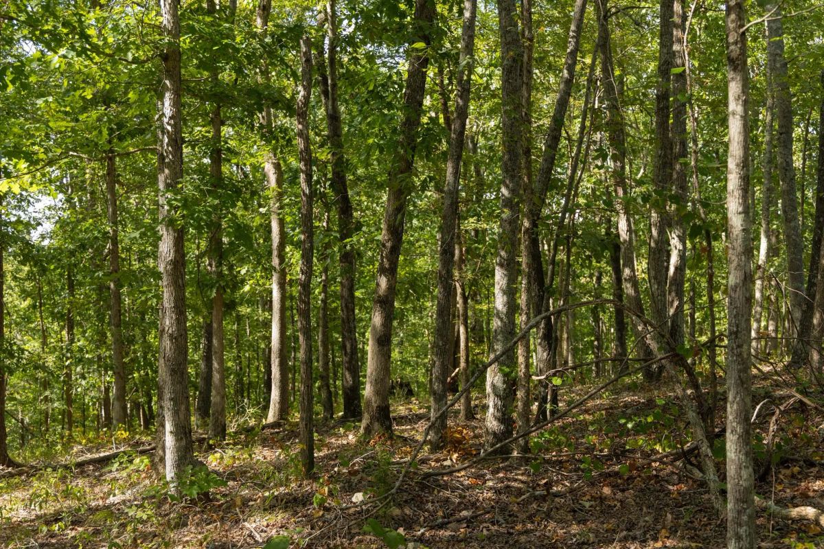 Decorative background for Big White Oak Tract 151 image 8