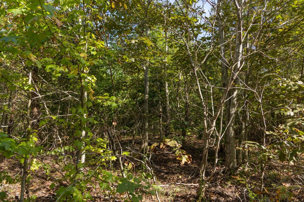 Decorative background for Big White Oak Tract 151 image 9