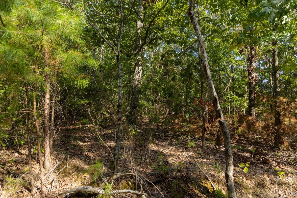 Decorative background for Big White Oak Tract 151 image 10