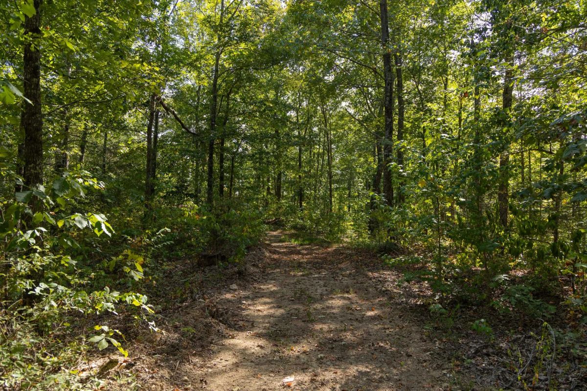 Decorative background for Big White Oak Tract 151 image 11