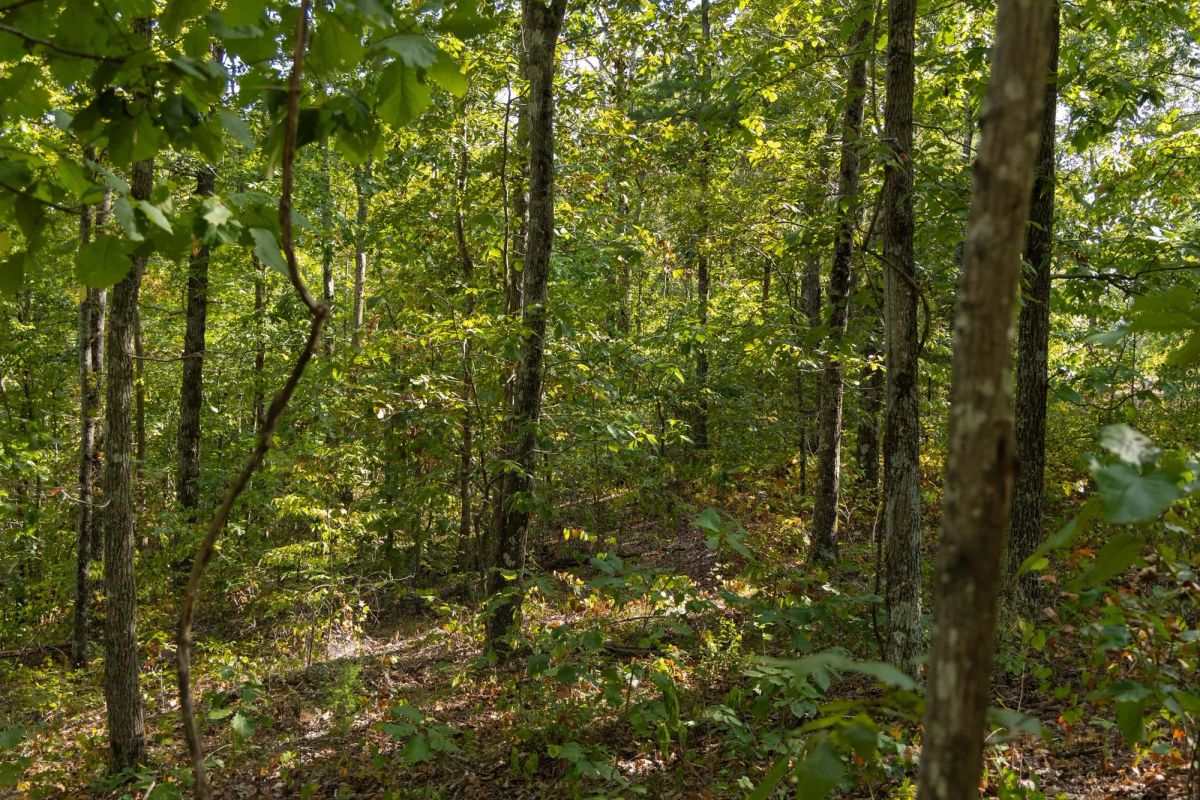 Decorative background for Big White Oak Tract 151 image 12