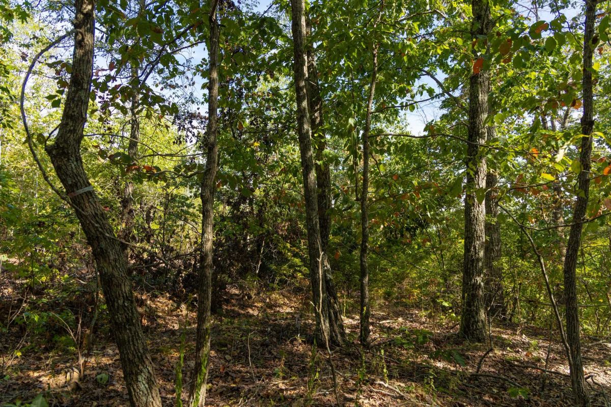 Decorative background for Big White Oak Tract 151 image 13
