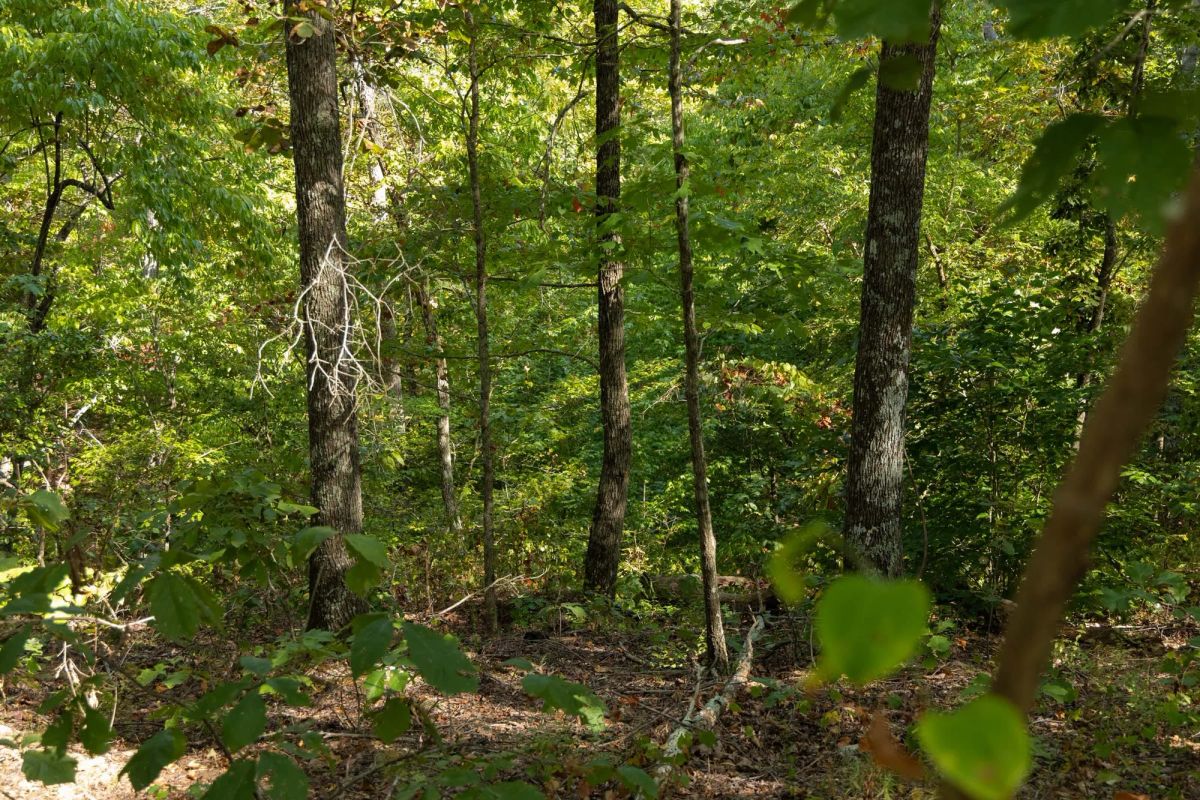 Decorative background for Big White Oak Tract 151 image 14