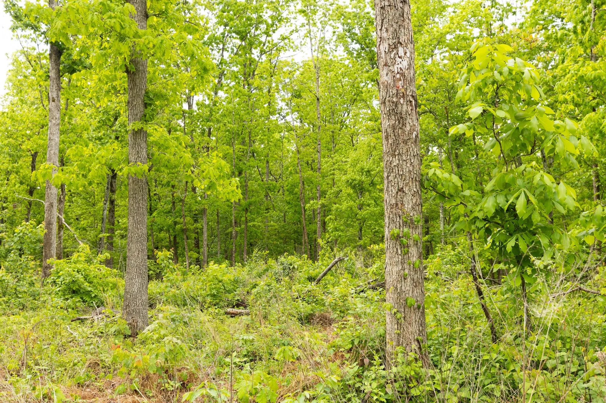Stardust Estates Tract 33 in Reynolds County, MO
