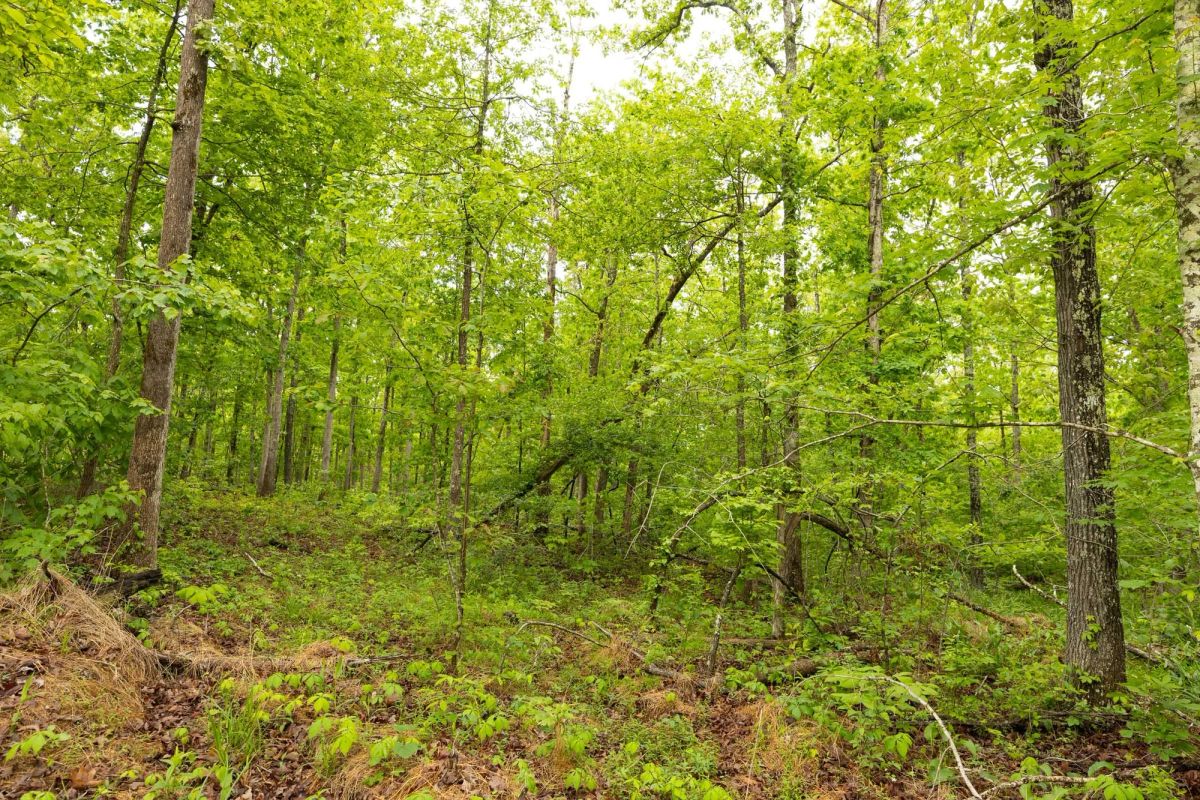 Decorative background for Stardust Estates Tract 33 image 6