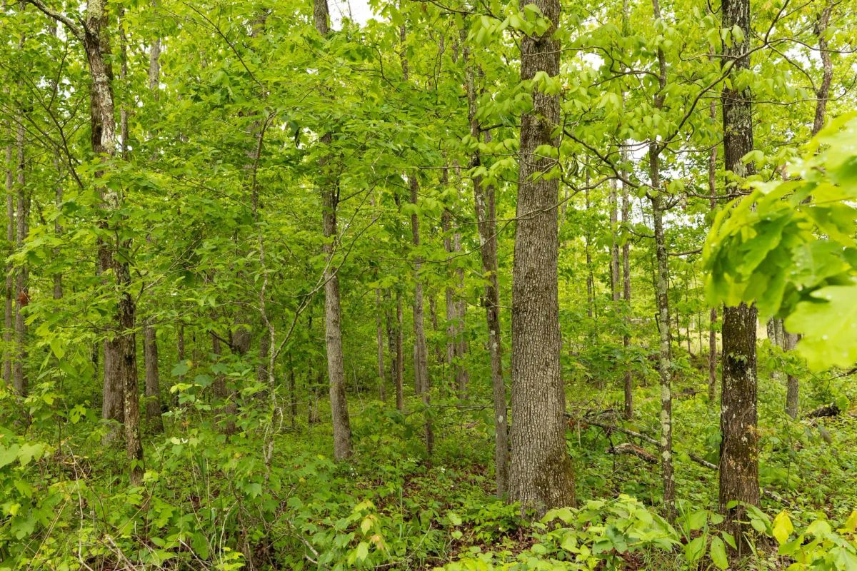 Decorative background for Stardust Estates Tract 33 image 7