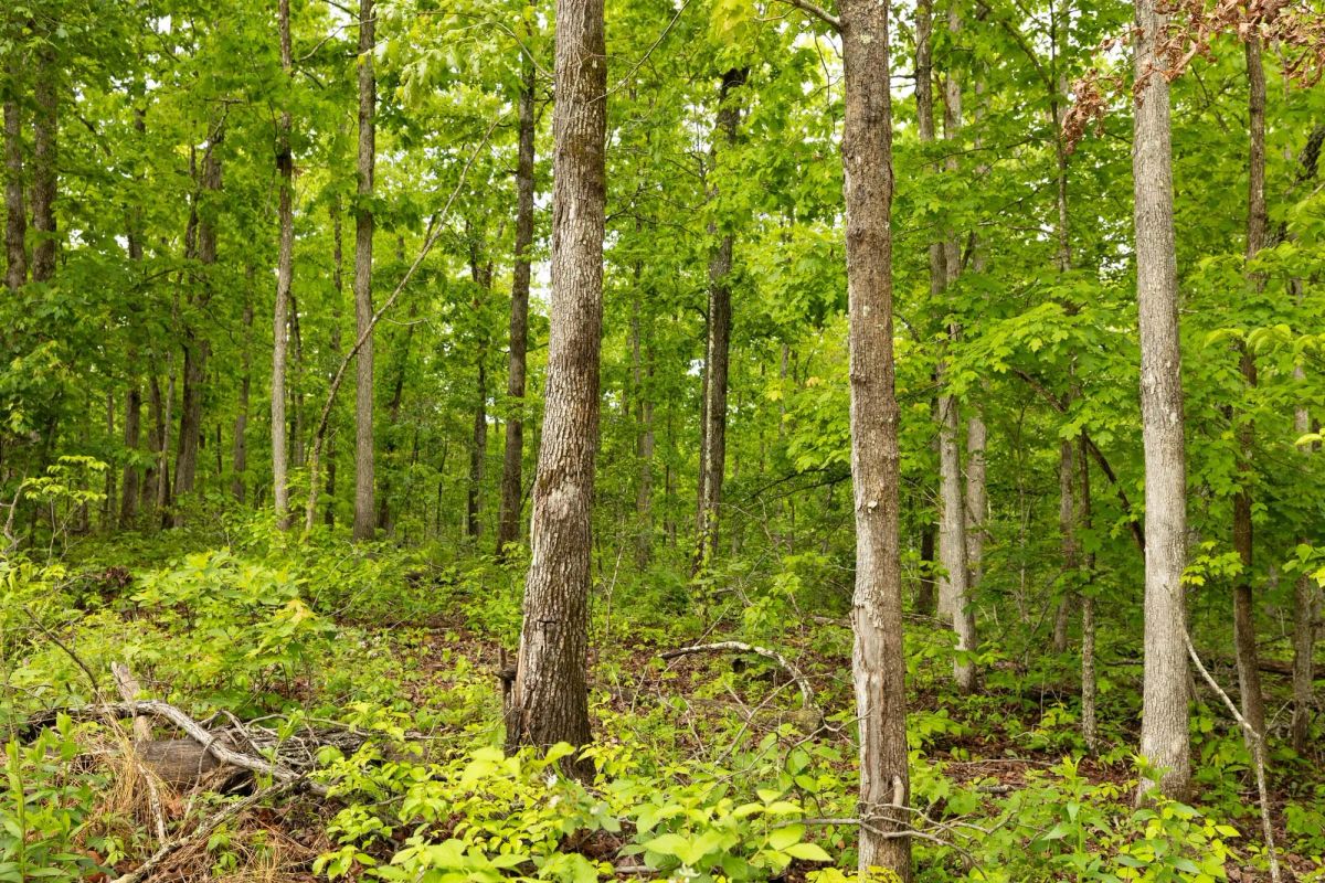 Decorative background for Stardust Estates Tract 33 image 9