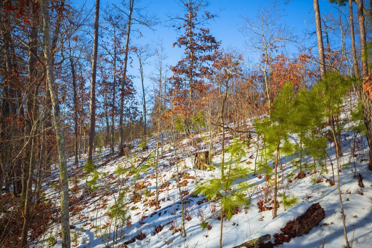 Decorative background for Sleepy Hollow Phase I Tract 36 image 9